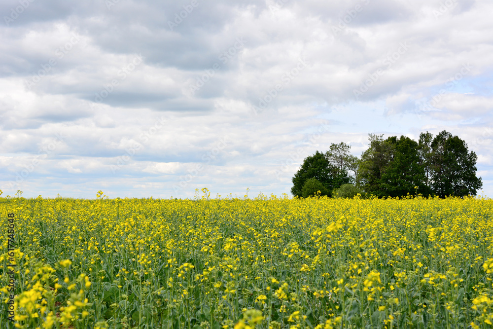 green field with yellow flowers and group of trees on horizon, copy space 