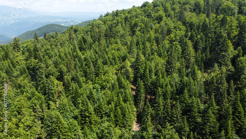 Green forest on mountain in spring, aerial drone view. Trees growing in nature. Beautiful Deciduous and coniferous forest, view from above. Woodland.