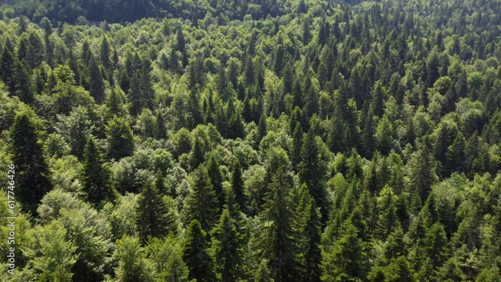 Green forest on mountain in spring, aerial drone view. Trees growing in nature. Beautiful Deciduous and coniferous forest, view from above. Woodland. Green forest on mountain in spring, aerial drone view. Trees growing in nature. Beautiful Deciduous and coniferous forest, view from above. Woodland.