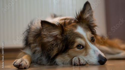Canvas Print the dogs are sleeping.
