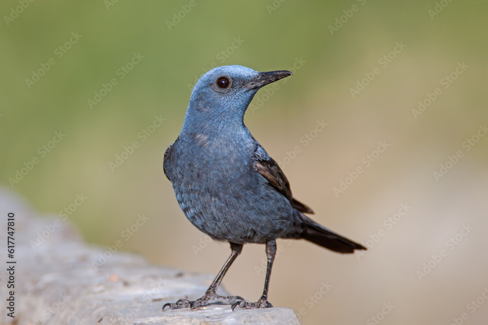 Fototapeta premium Blue Rock Thrush portrait