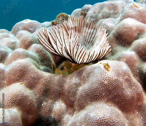 A white Tube worm in a shallow reef Boracay Island Philiipines photo