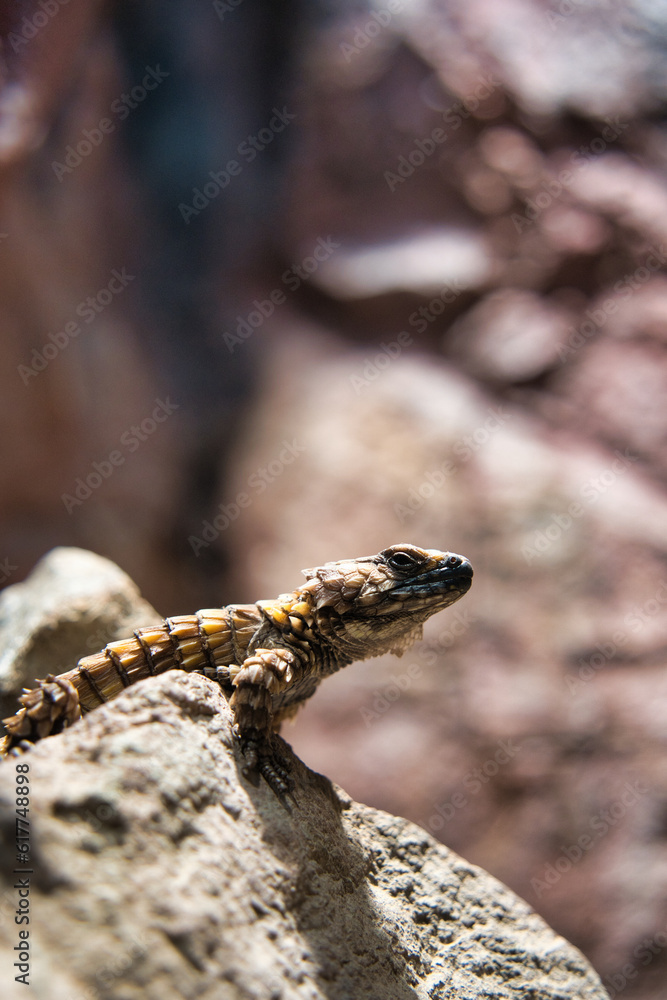 Fototapeta premium 北海道、札幌市の円山動物園の爬虫類