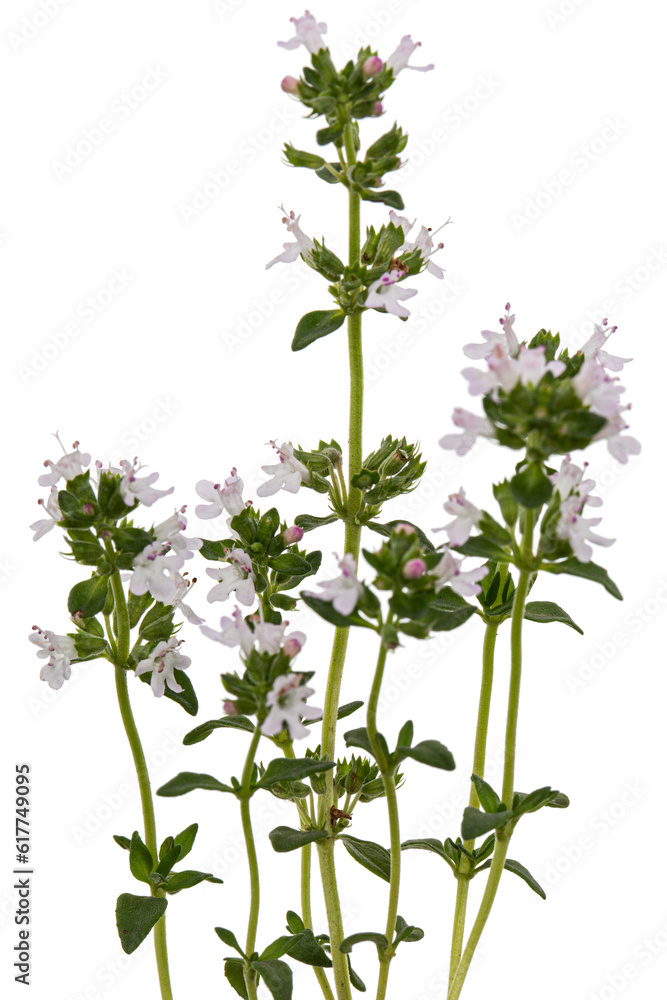 Fototapeta premium Thyme flowers, lat. Thymus, isolated on white background