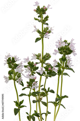 Thyme flowers  lat. Thymus  isolated on white background