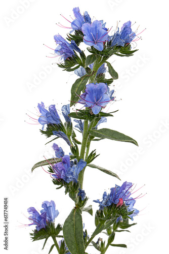 Fototapeta Naklejka Na Ścianę i Meble -  Echium vulgare, Viper’s Bugloss, Blueweed, isolated on white background