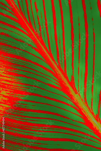 Richly colored red and green striped leaf vein patterns reminiscent of a jungle image texuture.