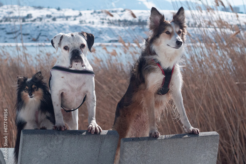 dogs in the snow