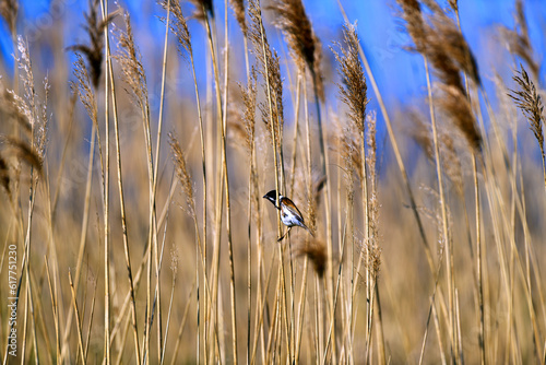 reed bunting in the reeds