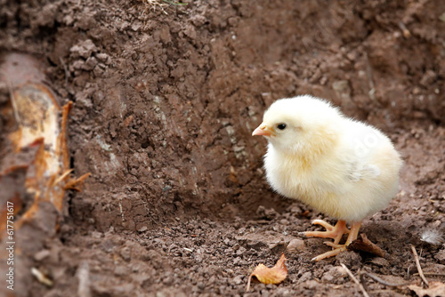 Cute baby chick, outdoors, close up background with copy space.