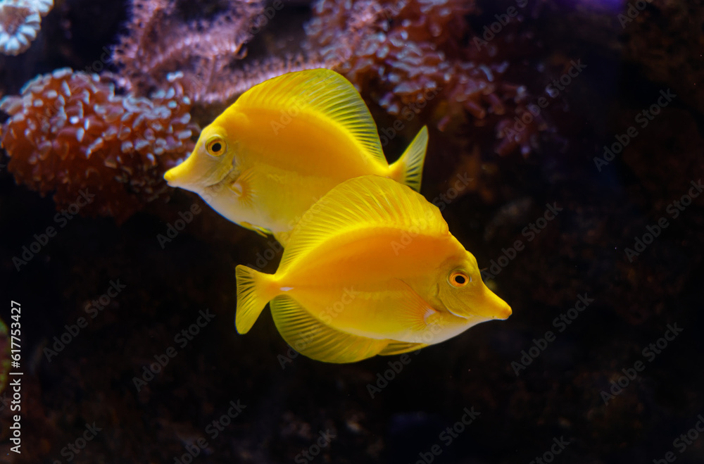 A photo with two yellow tang fish swimming. the fish are vibrant yellow against dark background. A photo with two yellow tang fish swimming. the fish are vibrant yellow against dark background.