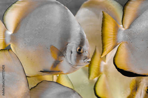 Cuadro en lienzo A photo of a group of Orbicular batfish swimming in aquarium
