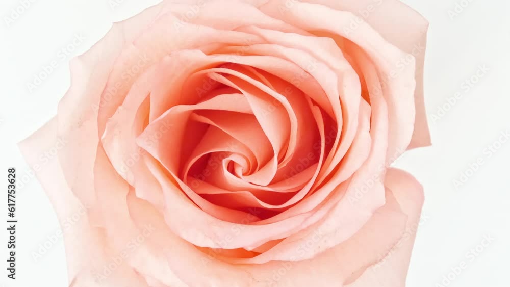 Mixed group Collage, Changing Frames of Beautiful Rose rotating on White Background. Montage of Multiple Videos. Wedding backdrop, Valentine's Day. Macro. Natural cosmetics production. 4k Mixed group Collage, Changing Frames of Beautiful Rose rotating on White Background. Montage of Multiple Videos. Wedding backdrop, Valentine's Day. Macro. Natural cosmetics production. 4k