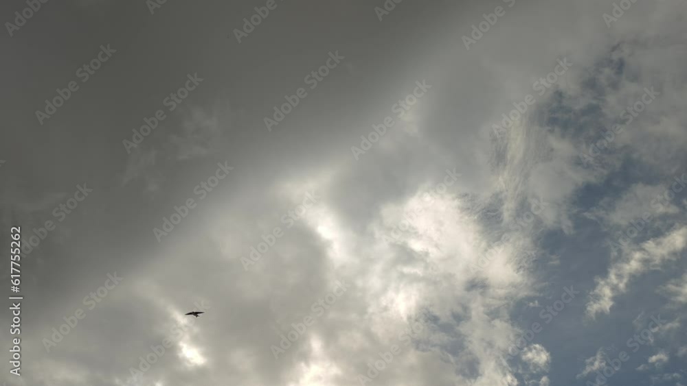 Birds flying skillfully in the stormy sky Birds flying skillfully in the stormy sky