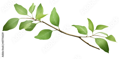  Leaf Series stock , Fresh And Simple Green Summer Tree branch, generative Ai