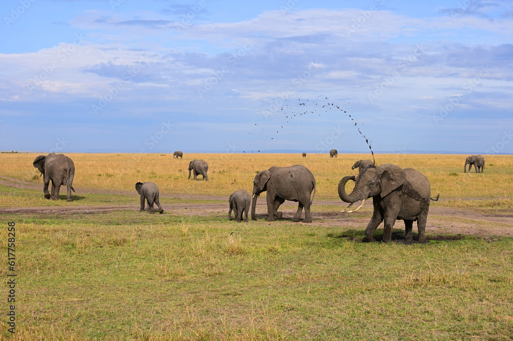 Obraz premium Herd of wild elephants in a natural environment