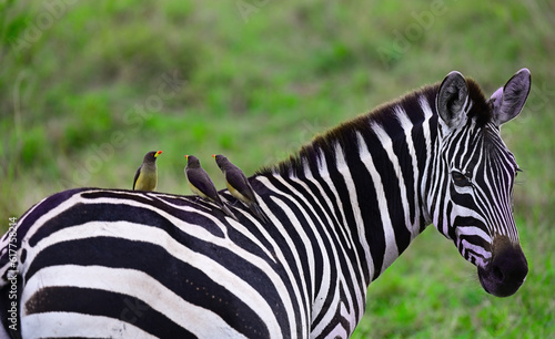 Zebra with birds on its back