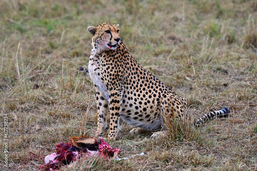 Leopard with just caught prey © Alexey Kuznetsov