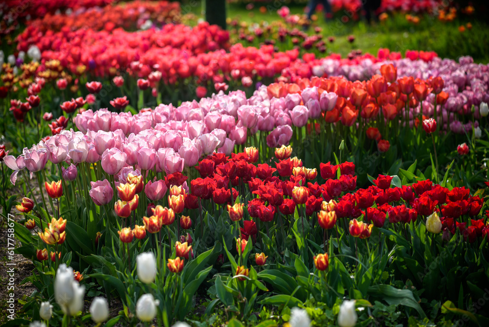 A tulip field in Holland with a yellow red tulip growing high above the other tulips. The single tulip stands out from the others against a field of pink tulips in the background