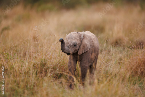 African Elephant Calf – Masai Mara, Kenya