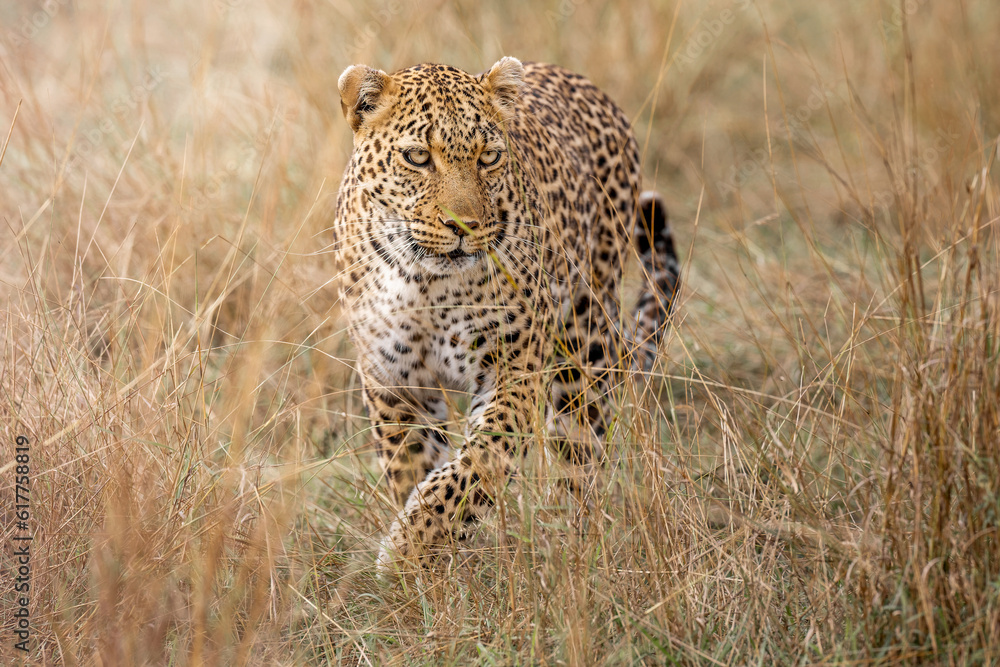 Naklejka premium Leopard Bahati in Masai Mara, Kenya – September 2022