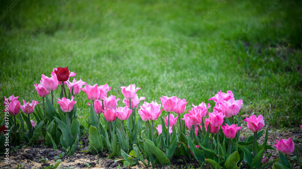 A tulip field in Holland with a yellow red tulip growing high above the other tulips. The single tulip stands out from the others against a field of pink tulips in the background A tulip field in Holland with a yellow red tulip growing high above the other tulips. The single tulip stands out from the others against a field of pink tulips in the background