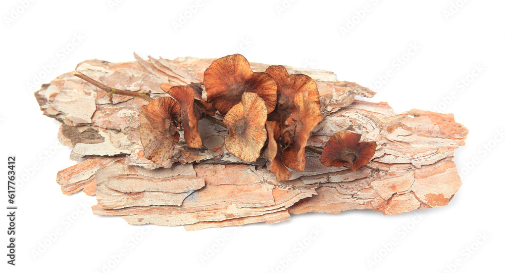 Tree bark piece with lichen mushrooms on white background