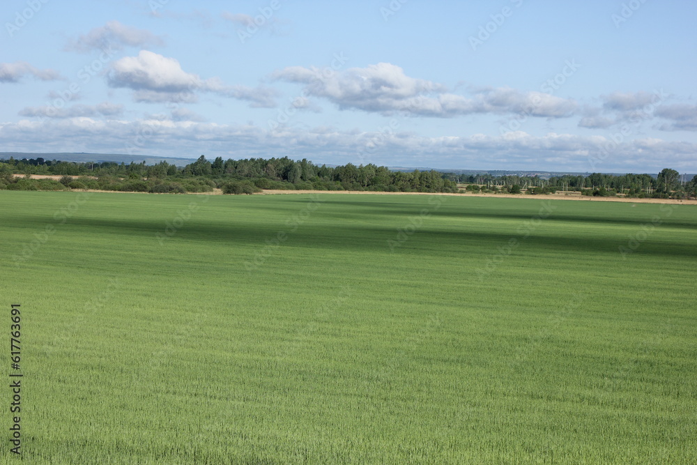 landscape with green onions and blue sky on the horizon landscape with green onions and blue sky on the horizon