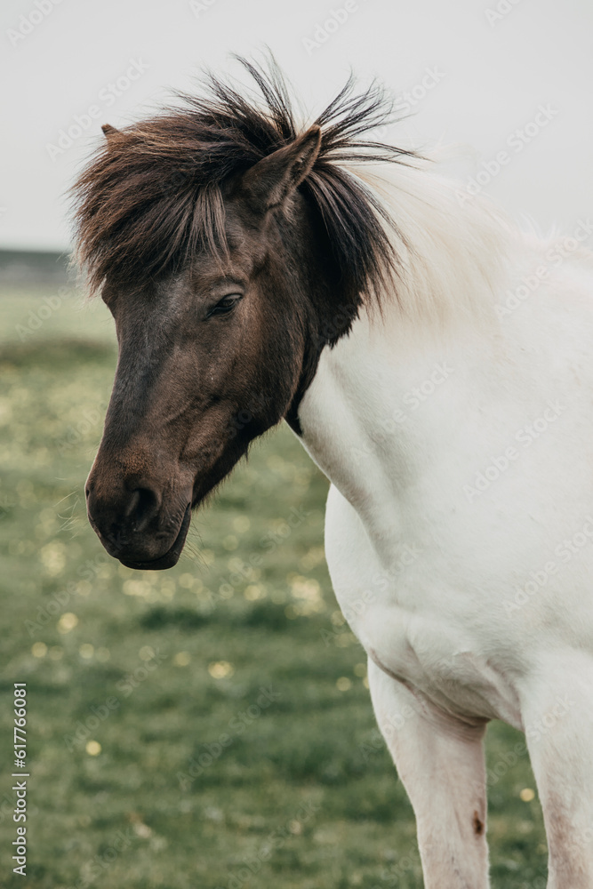 Fototapeta premium Icelandic horse horses grass landscape nature