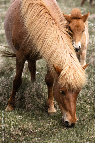 Icelandic horse horses grass landscape nature