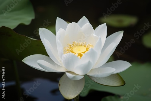 White and yellow lotus flower and leaves on dark water  created using generative ai technology