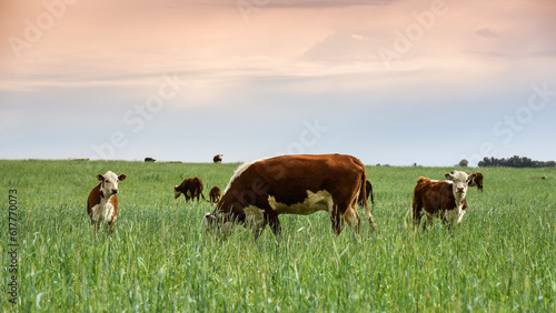 Cattle raising with natural pastures in Pampas countryside, La Pampa Province,Patagonia, Argentina.