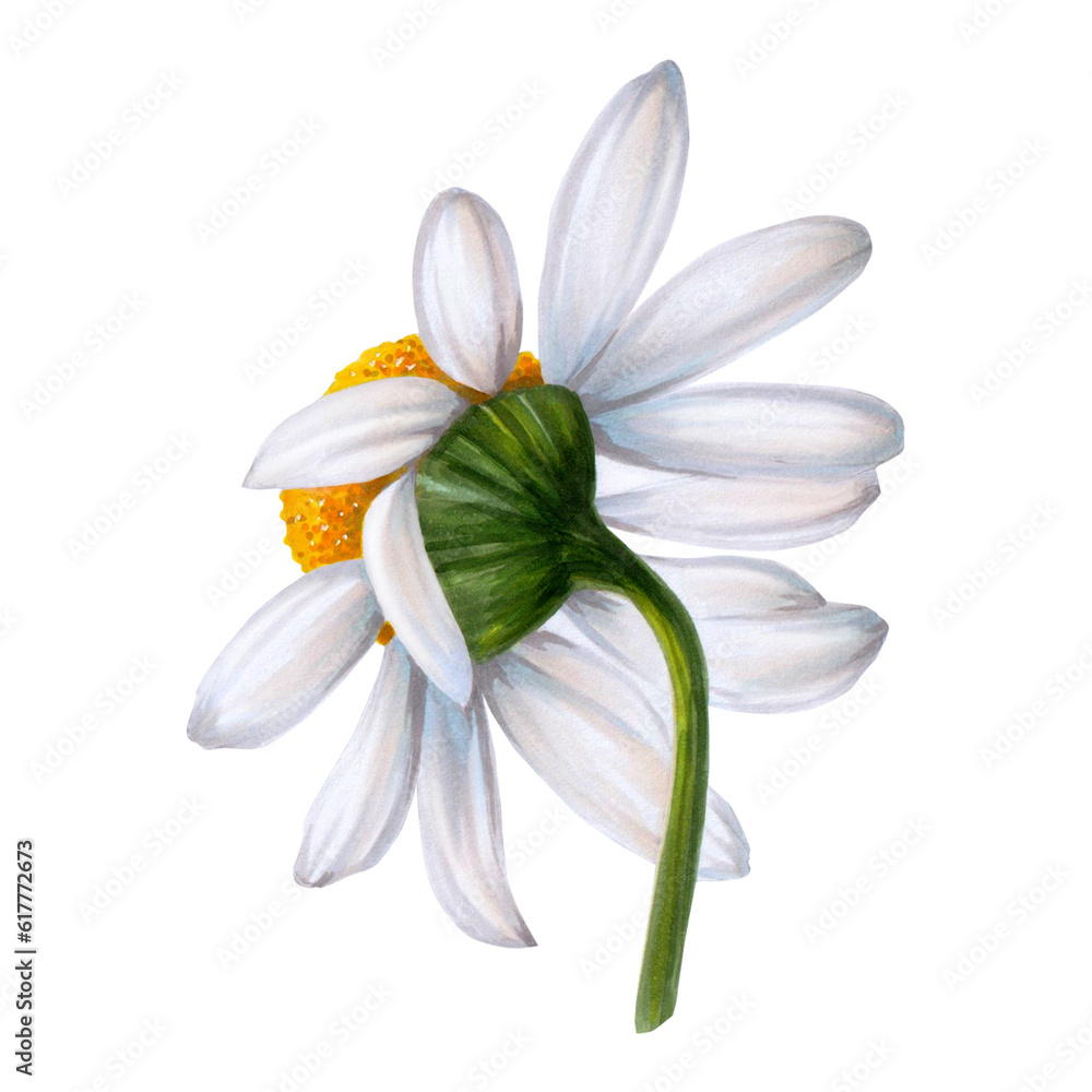 White wild chamomile flower painted on white background in watercolor. Handmade. Ready object for your banner, poster, infographic, postcard, invitation