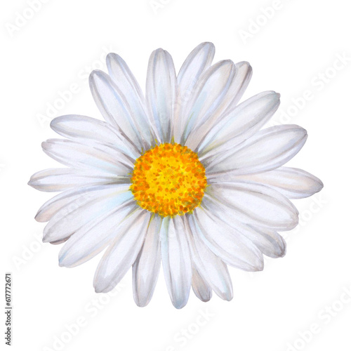 White wild chamomile flower painted on white background in watercolor. handmade. Ready object for your banner  poster  infographic  postcard  invitation