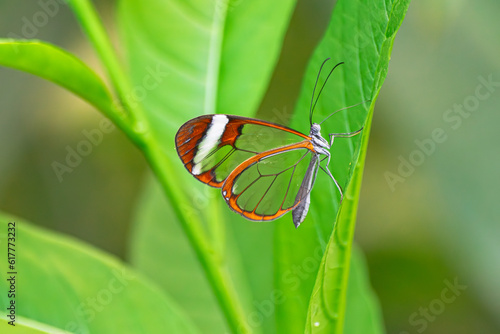 glasswing butterfly (greta oto), on a green leaf, with green jungle vegetation background photo
