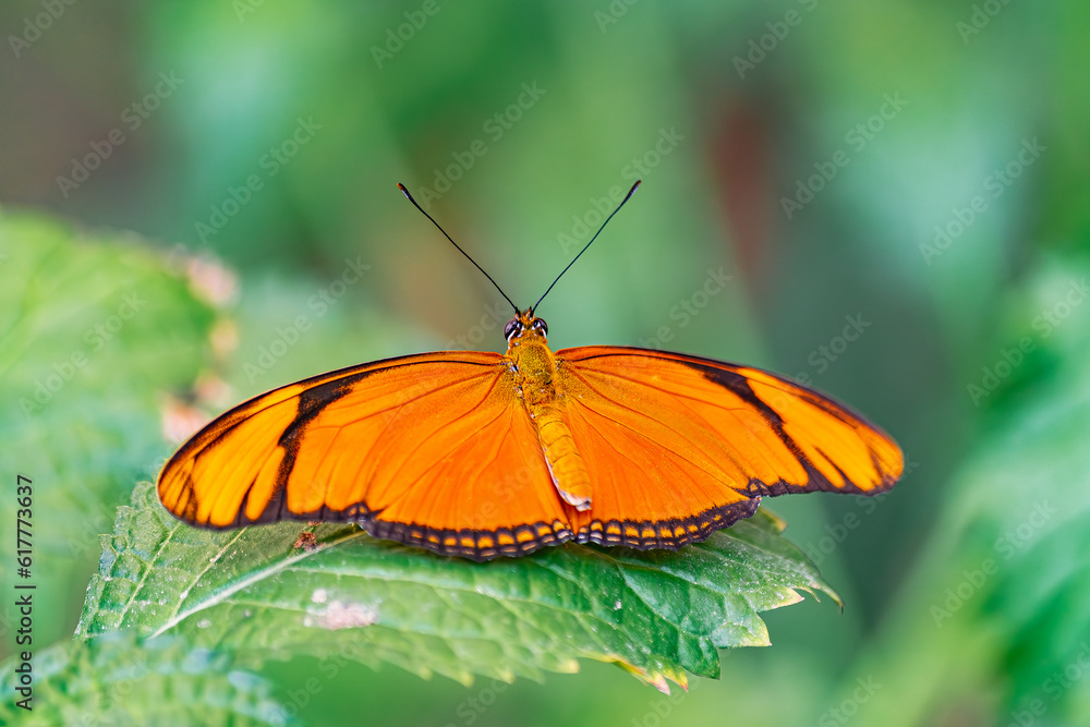 Julia butterfly, (Dryas iulia), with open wings, on a green leaf, with green vegetation background Julia butterfly, (Dryas iulia), with open wings, on a green leaf, with green vegetation background