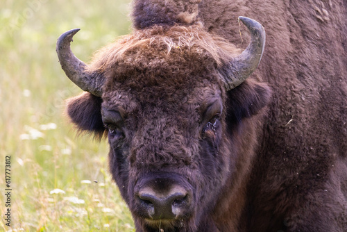 European bison (Bison bonasus) portrait