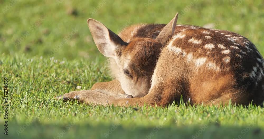 Cute fawn sleeps on the grass field Cute fawn sleeps on the grass field