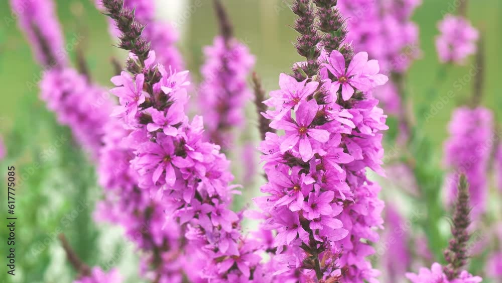 Beautiful flower of Lythrum anceps swaying in the wind. Beautiful flower of Lythrum anceps swaying in the wind.
