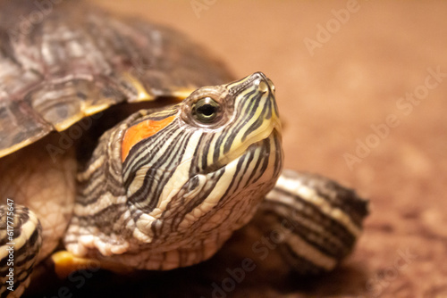 photograph of Pond slider turtle - muzzle close-up