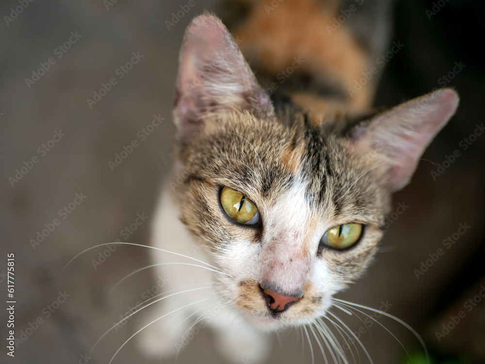 A cute local cat with pink nose, in shallow focus. Animal background and wallpaper.