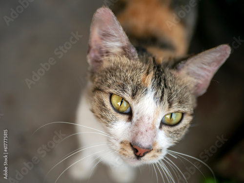 A cute local cat with pink nose, in shallow focus. Animal background and wallpaper. © JakaSuryanta
