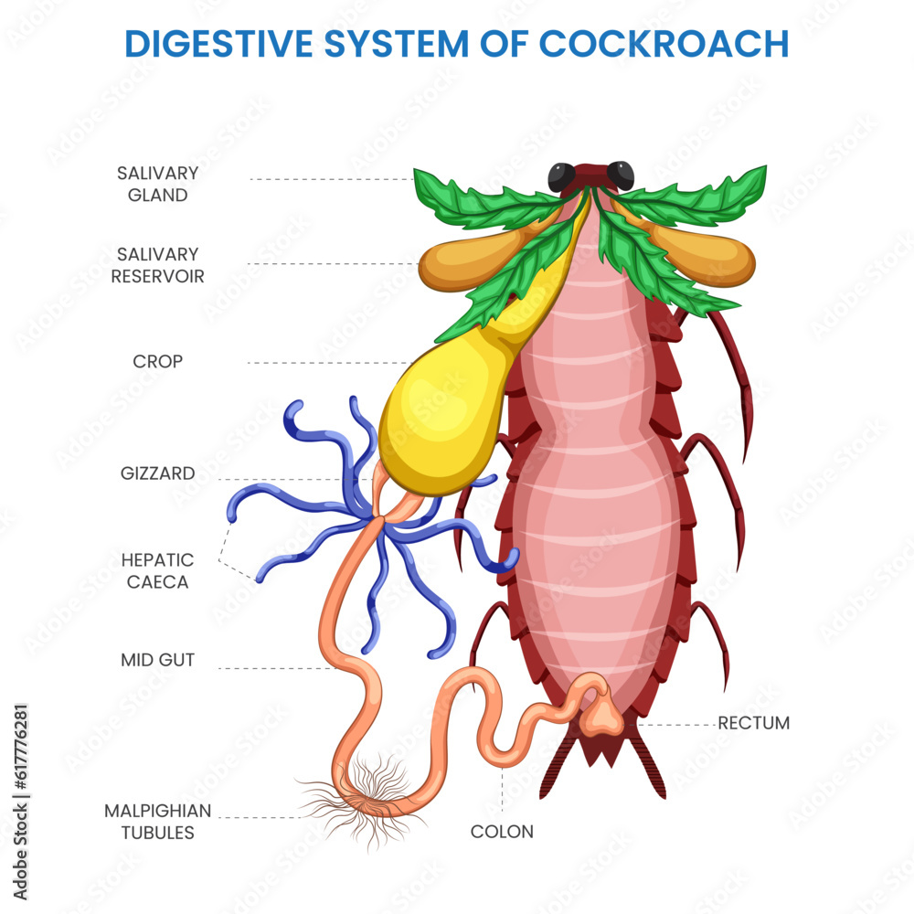 The digestive system of a cockroach comprises specialized structures ...