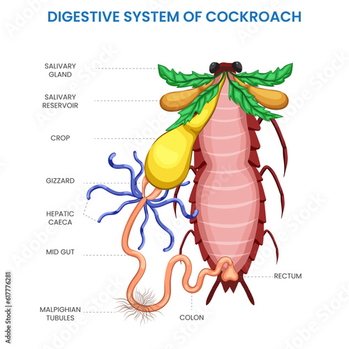 The digestive system of a cockroach comprises specialized structures like foregut, midgut, and hindgut, enabling efficient digestion and nutrient absorption for survival.