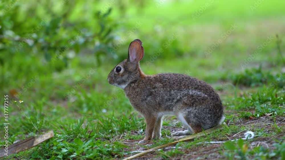 Grey small hare eating grass on Florida backyard. Wild rabbit in nature Grey small hare eating grass on Florida backyard. Wild rabbit in nature