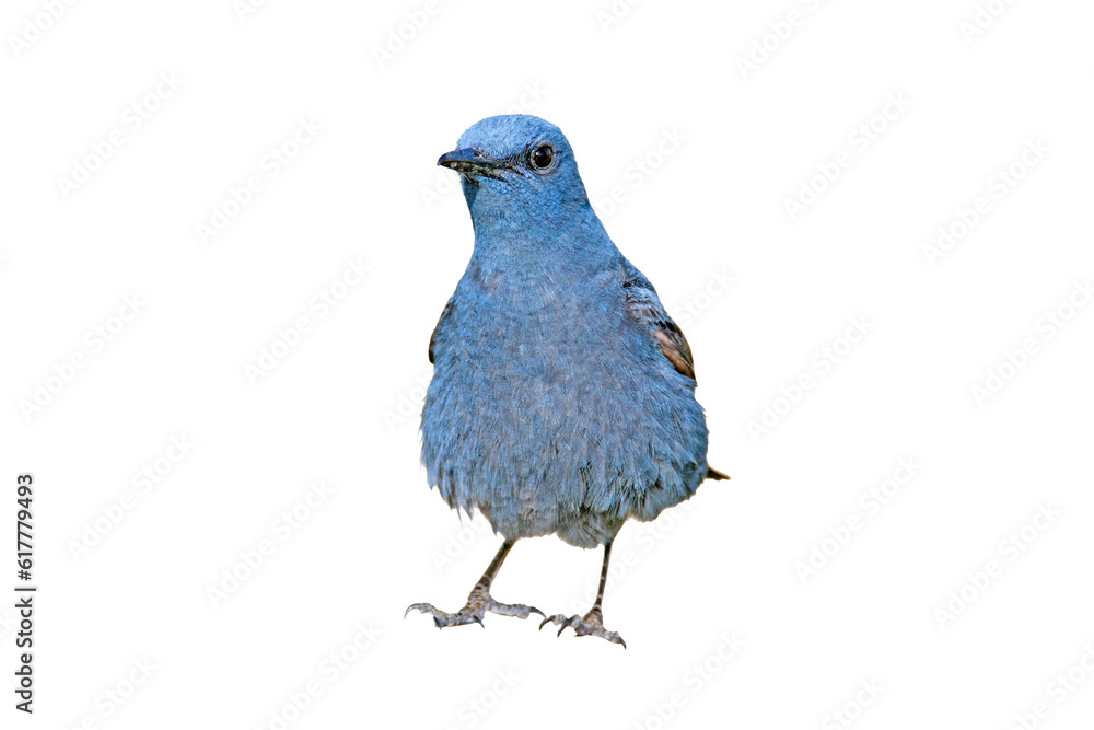 Fototapeta premium Blue Rock Thrush - Blue Beauty
