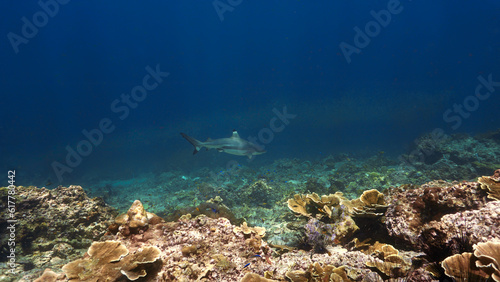 Underwater photo of Blacktip reef shark at a coral reef