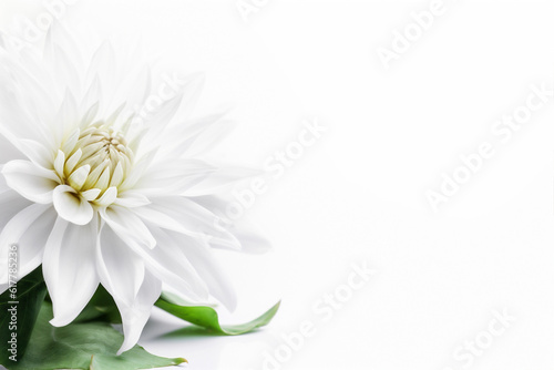 white flower background spring romance nature beautiful wedding celebration floral blossom. Generative AI.