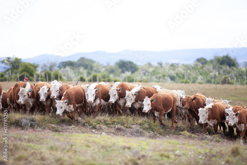 Cattle Ranch in south patagonia argentina