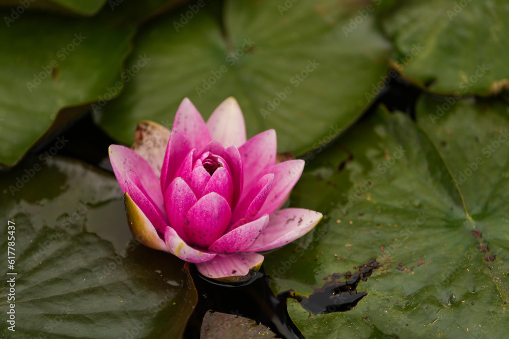 Close up photo with a beautiful vivid pink color water lily flower Close up photo with a beautiful vivid pink color water lily flower